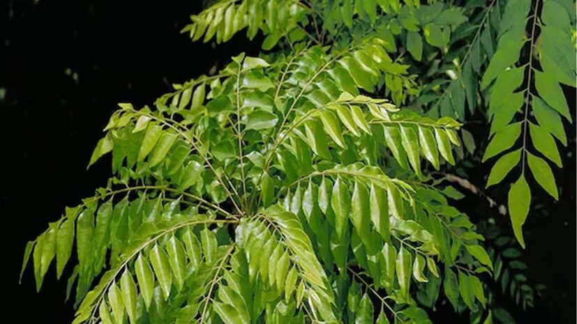 কারিপাতার ডাল থেকে বাজে পাতাগুলি বাদ দিন। তার পর ধুয়ে নিয়ে শুকনো তোয়ালের উপর রেখে ঝরঝরে করে নিন। এ বার টিস্যু পেপারে মুড়ে ফ্রিজে রাখুন প্লাস্টিক কন্টেনারে ভরে