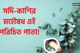 সর্দি-কাশি নিমেষে সারায় এই পরিচিত পাতা! ওষুধ ছাড়াই কফ কমবে ম্যাজিকের মতো