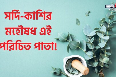 সর্দি-কাশি নিমেষে সারায় এই পরিচিত পাতা! ওষুধ ছাড়াই কফ কমবে ম্যাজিকের মতো