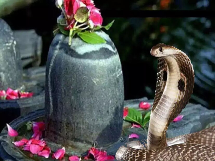 সেই নিরিখে শ্রাবণ বা সাওয়নের অন্যতম পার্বণ নাগপঞ্চমী পালিত হচ্ছে আজ, সোমবার৷ ফলে সেদিক দিয়ে এই সোমবার একদিকে সাওয়ান সোমবার, আবার অন্যদিকে নাগ পঞ্চমী৷ এই বিশেষ মাহাত্ম্যপূর্ণ দিনে কী করবেন, কী করবেন না জানুন৷
