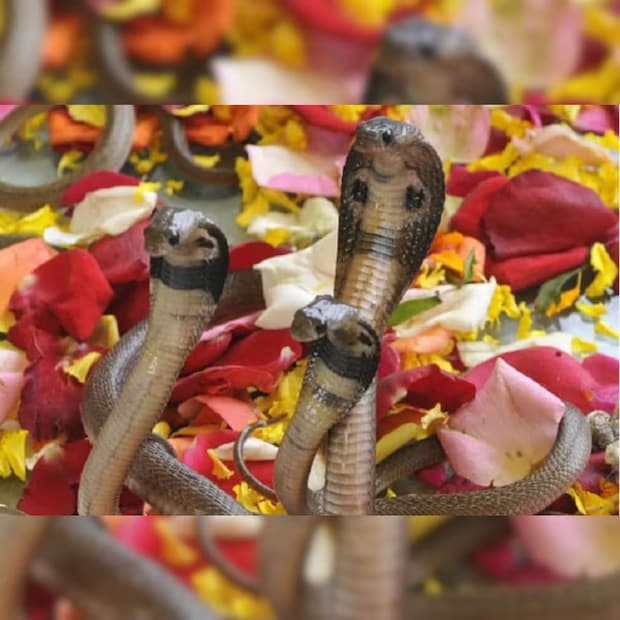 নাগ পঞ্চমী তিথিতে উপাসনা করুন সর্পদেবতার৷ বিগ্রহ বা ছবিতে তাঁকে পুজো নিবেদন করুন৷ অনেক পুণ্যার্থী বাড়িতেই পুজো করেন৷ আবার অনেকে মন্দিরে গিয়ে সর্পদেবতাকে দুধ, কলা এবং ফুল-সহ নানা উপাচার উৎসর্গ করেন৷