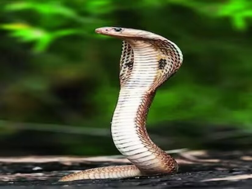 শুধু পূজার্চনাই নয়৷ নাগ পঞ্চমী তিথিতে প্রচার করুন সর্প সংরক্ষণের প্রয়োজনীয়তা৷ 