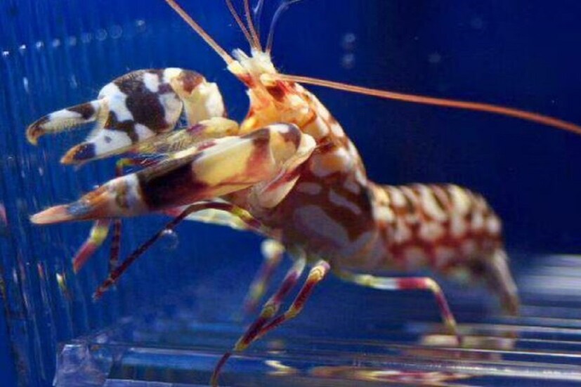টাইগার পিস্তল চিংড়ি (Tiger Pistol Shrimp) ২০০ ডেসিবেলের চেয়ে বেশি জোরে শব্দ করতে পারে। এটি একটি গুলি চলার শব্দের থেকেও বেশি। ভূমধ্যসাগরে পাওয়া এই চিংড়ি সাধারণত শান্ত প্রকৃতির৷ 