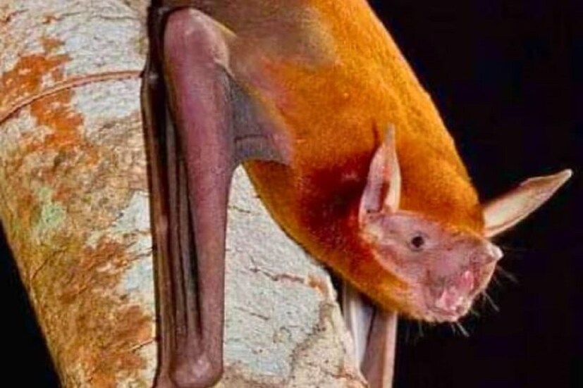 তিন নম্বরে আছে বুলডগ ব্যাট(Bulldog Bat)। যদি এই প্রজাতির বাদুড় তার সমস্ত শক্তি দিয়ে চিৎকার করে, তবে এটি ১৪০ ডেসিবেলের চেয়ে বেশি জোরে শব্দ নির্গত করতে পারে। 