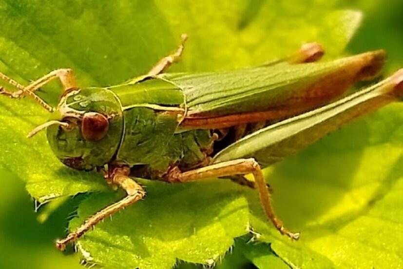 সবুজ ঘাসফড়িং (Green Grasshopper)১৩৫ ডেসিবেলের বেশি জোরে শব্দ করতে পারে। জানলে অবাক হবেন যে, রাতের নিস্তব্ধতায় যদি এই আওয়াজ হয়, তবে এর আওয়াজ দেড় কিলোমিটার পর্যন্ত শোনা যায়।
