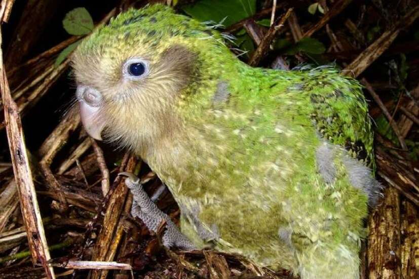 কাকাপো (kakapo)আছে পাঁচ নম্বরে। এটি নিউজিল্যান্ডে পাওয়া একটি বিশেষ প্রজাতির তোতা যা দেখতে অনেকটা পেঁচার মতো। কিন্তু সাধারণ তোতাপাখির মতো উড়তে পারে না। এটি ১৩০ ডেসিবেল পর্যন্ত শব্দ নির্গত করতে পারে।