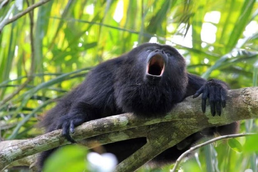 হাউলার বানর (Howler monkey) হল ধীর গতির বানর যেগুলি সাধারণত উপরের শাখাগুলিতে থাকে। তারা একে অপরের সঙ্গে যোগাযোগ করার জন্য খুব উচ্চ স্বরে কথা বলে। জীববিজ্ঞানীদের মতে, তাদের শব্দ ১২৮ ডেসিবেলের বেশি হতে পারে। (all photos: Twitter)