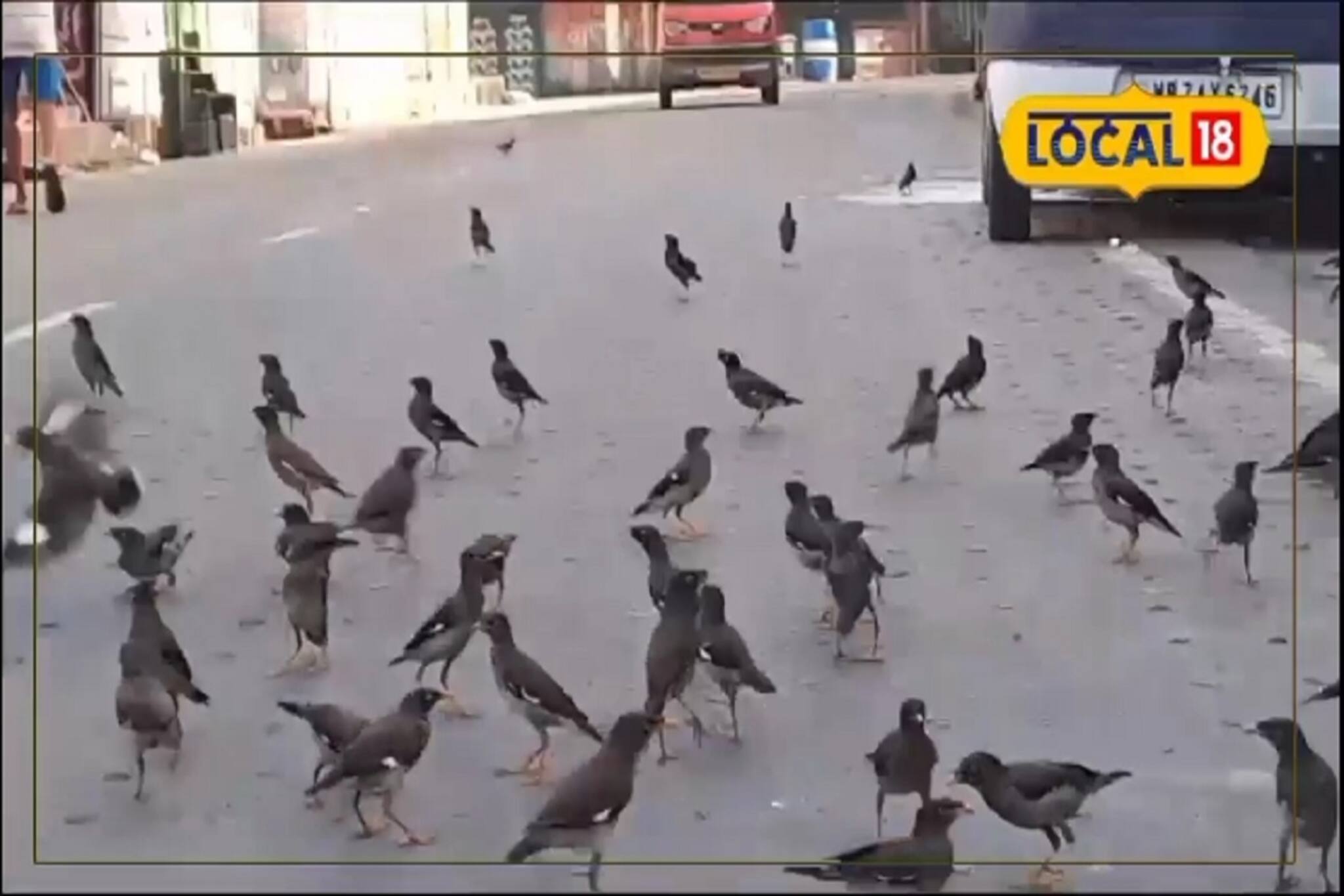 গলা ছেড়ে ডাক পাড়লেই হল, সকালেই উড়তে উড়তে হাজির হয় বন্ধুরা