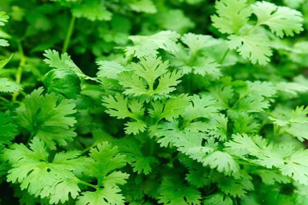 Coriander Effects রান্নায় বেশি বেশি ধনেপাতা খাচ্ছেন? এখনই খাওয়া বন্ধ