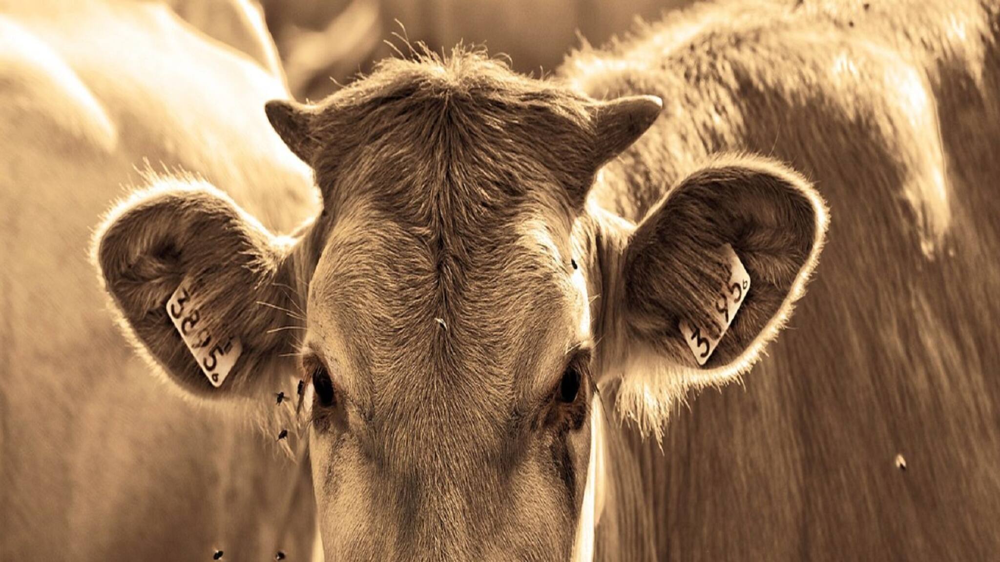 Cow Smuggling: চলছিল গরু পাচার, বিএসএফের গুলিতে মৃত্যু হল এক গরু পাচারকারীর