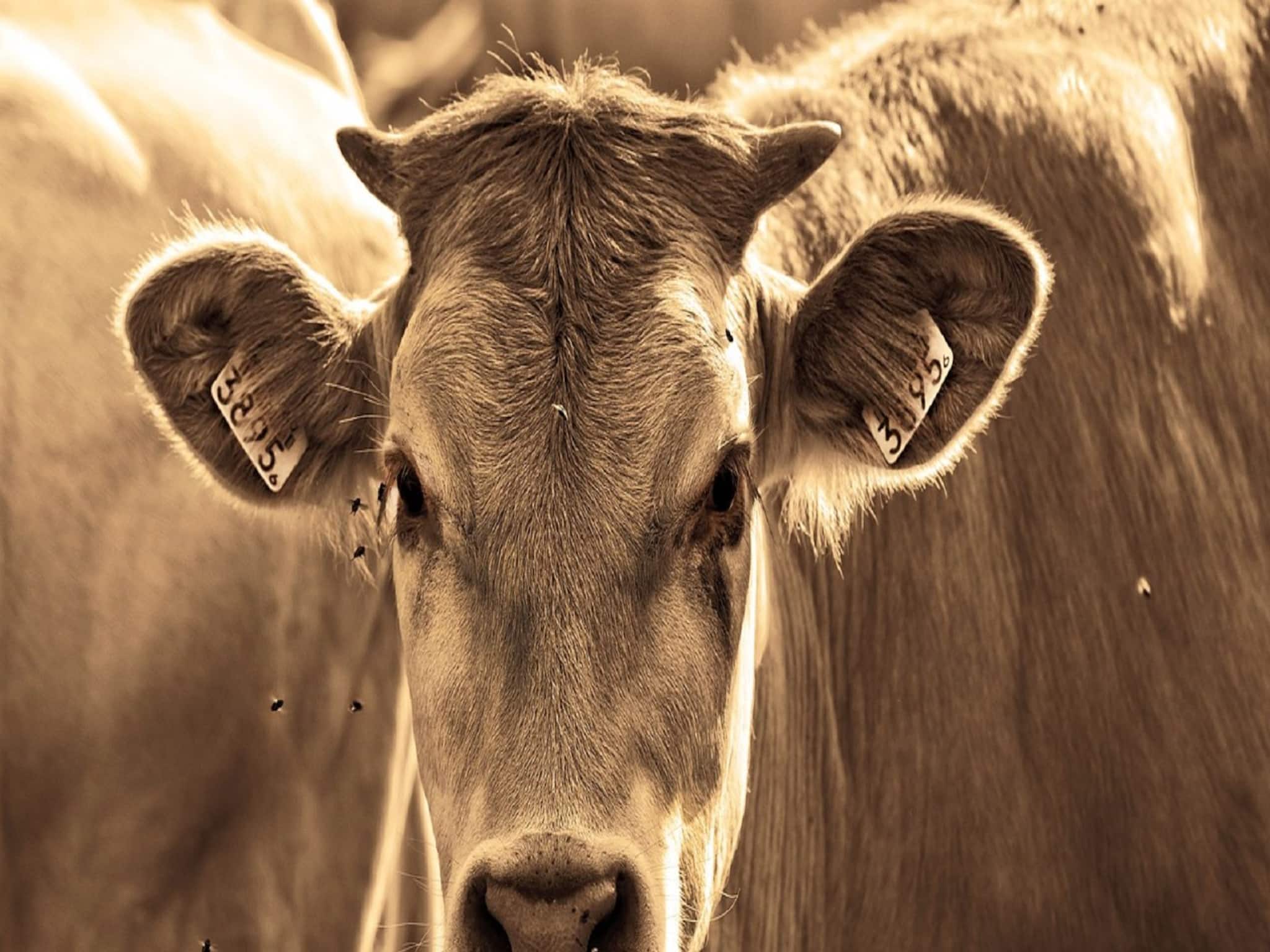 Cow Smuggling: চলছিল গরু পাচার, বিএসএফের গুলিতে মৃত্যু হল এক গরু পাচারকারীর