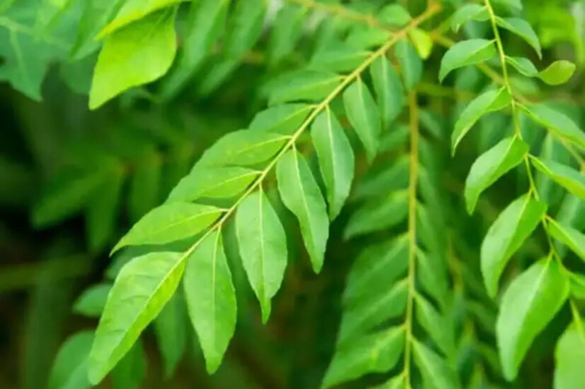 কারিপাতায় চমৎকার পুষ্টিগুণের কারণে এই পাতা অনেক রোগকে সারাতে পারে।  রোগকে শিকড় থেকে নিমূল করে এই পাতা৷ কারি পাতায় অনেক পুষ্টি উপাদান এবং অ্যান্টিঅক্সিডেন্ট রয়েছে, যা শরীরের জন্য দারুণ উপকারী।