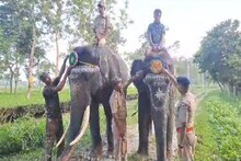 রাখি পরল হাতি, সঙ্গে কী কী উপহার পেল