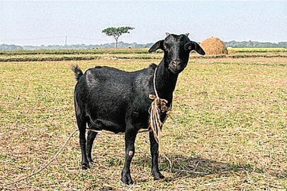 প্রতীকী ছবি