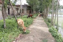 এটা হাসপাতাল না জঙ্গলের আড়ালে লুকিয়ে থাকা পোড়ো বাড়ি!