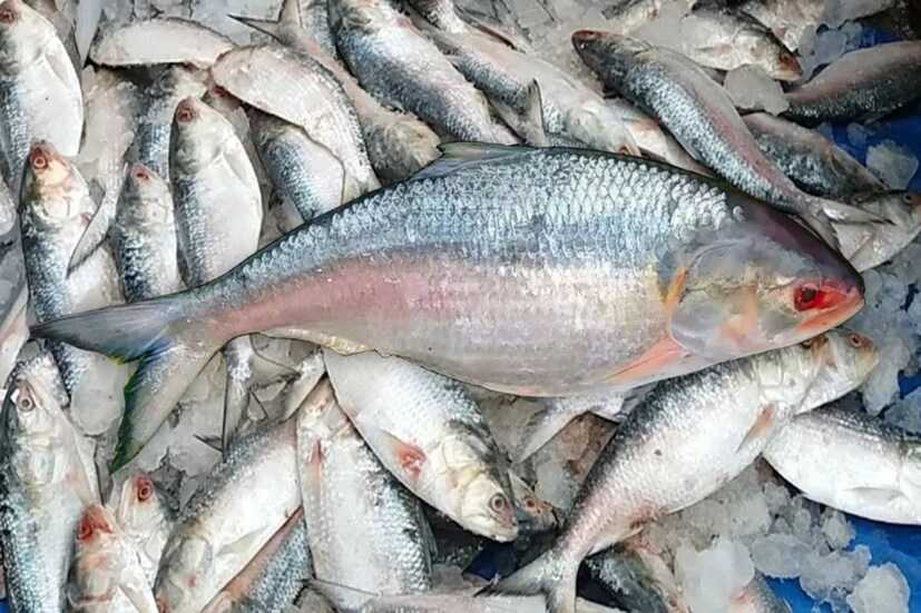 বাংলাদেশ ও ভারতীয় মৎস্য ব্যবসায়ীদের সূত্রে পাওয়া খবরে জানা গিয়েছে, সপ্তাহে দুই অথবা তিন ধাপে মোট ২৫ টির মতো আলাদা পর্যায়ে ইলিশ ঢুকতে পারে ৩০ অক্টোবরের মধ্যে। যদিও ভারতে এবার প্রায় চার হাজার মেট্রিক টন ইলিশ রফতানির ছাড়পত্র দিয়েছে হাসিনা সরকার। এর মধ্যে দেশের অন্যান্য প্রান্তে যেতে পারে ৫০০  মেট্রিক টন ইলিশ।
