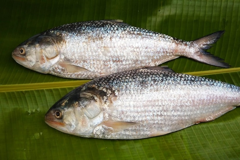 বাণিজ্যমন্ত্রক সূত্রে খবর, দুর্গাপুজোয় ভারতে ইলিশ রফতানির অনুমোদন দেওয়া হবে। তবে কী পরিমাণ, সে ব্যাপারে কোনও সিদ্ধান্ত হয়নি। যে আবেদন এসেছে তার মধ্যে থেকে বাছাই করে অনুমতি দেওয়া হবে। আগামী ১৫ তারিখ এই নিয়ে চূড়ান্ত সিদ্ধান্ত হবে।