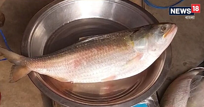 বাংলাদেশ সংবাদ মাধ্যম সূত্রে খবর, রবিবার দুপুরে কুয়াকাটা মাছ বাজারে ইলিশটি নিয়ে আসলে ১২ হাজার ৩৯ টাকায় মাছটি কিনে নেন বশির গাজি নামে এক মৎস্য ব্যবসায়ী। ওই মৎস্যজীবীর কাছ থেকে ইলিশটি কেনার পর বশির আরেক ব্যবসায়ী ক্রেতার কাছে ইলিশটি ১৩ হাজার টাকায় বিক্রি করেন।