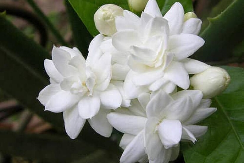 জুঁই ফুল: মনোমুগ্ধকর গন্ধ, অপরূপ চেহারা। তার বাইরেও এর যে এত গুণ, তা কি জানতেন? উচ্চ রক্তচাপ কমায়, রোগ প্রতিরোধ ক্ষমতা বাড়ায়। অতিরিক্ত ওজন কমাতেও সাহায্য করে।