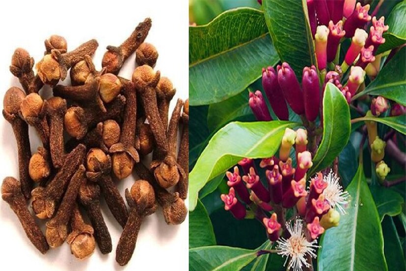 অ্যান্টিঅক্সিডেন্ট, ভিটামিন এবং খনিজ সমৃদ্ধ উপাদানের কারণে নিয়মিত লবঙ্গ খেলে রোগ প্রতিরোধ ক্ষমতাকে আরও শক্তিশালী করতে পারে।