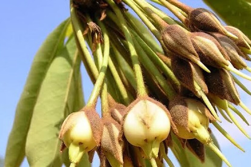 মহুয়া ফুল: মধু, জ্যাম, জ্যুস, আরও কত কী বানানো হয় এই ফুল থেকে। শ্বাসকষ্টজনিত রোগ থেকে মুক্তি পেতে পারেন এই ফুল খেলে। দৃষ্টিশক্তি ও হার্টের স্বাস্থ্য ভাল রাখে।