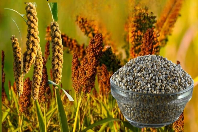 বাজরা মানে এক বিশেষ ধরণের ঘাস থেকে প্রাপ্ত দানা। বাজরা মূলতই ভারতের আদি ফসলগুলির একটি। রাগি, কুটকি, কাংনি, চেনা, কোদো, জোয়ার, বাজরার মতো শস্য ভারতে উৎপাদন হয় যুগ যুগ ধরে। বাজরা মানে এক বিশেষ ধরণের ঘাস থেকে প্রাপ্ত দানা। বাজরা মূলতই ভারতের আদি ফসলগুলির একটি। রাগি, কুটকি, কাংনি, চেনা, কোদো, জোয়ার, বাজরার মতো শস্য ভারতে উৎপাদন হয় যুগ যুগ ধরে।