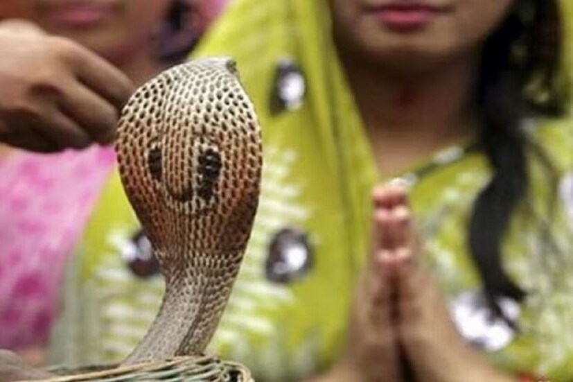 কোন সময় শুভ? শ্রাবণ মাসের শুক্লপক্ষের পঞ্চমী তিথিতে পালিত হয় নাগ পঞ্চমী। এই বছর পঞ্চমী তিথি শুরু হচ্ছে ২০শে অগাস্ট দুপুর ১২টা ২৩ মিনিট থেকে, যা চলবে পরের দিন অর্থাৎ ২১শে অগাস্ট সোমবার রাত ২টো ১২মিনিট পর্যন্ত। ২১শে আগস্ট পালিত হবে নাগ পঞ্চমী। আর পুজোর শুভ সময় সকাল ৭টা থেকে সাড়ে ৯টা পর্যন্ত।