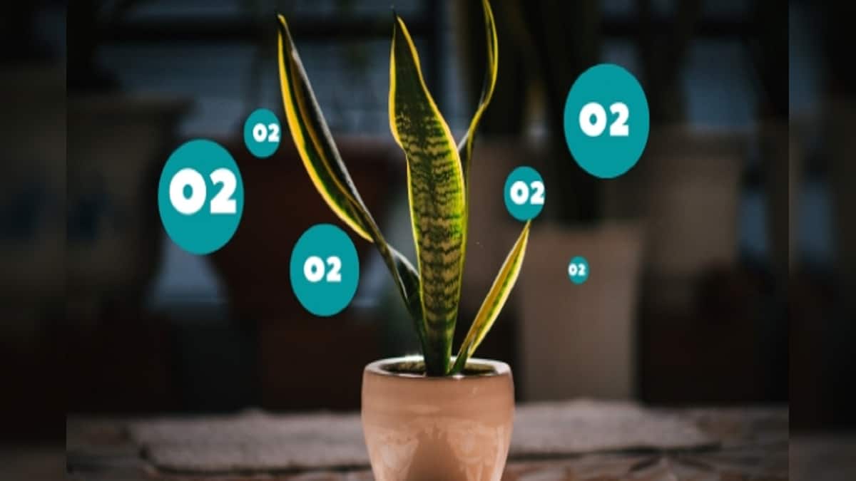 Plants that release oxygen এই ৫টি গাছ রাতেও অক্সিজেন ছাড়ে, বাড়ায়