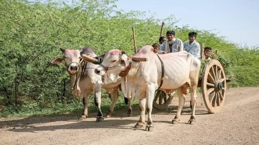 এমএসপি-তে কেনাকাটা বাড়ানোর প্রস্তুতি:  দেশ জুড়ে কৃষকদের দাবি, ফসলের এমএসপি কার্যকর হওয়ার পরে মাত্র কয়েকটি রাজ্যের কৃষকরা এই সুবিধা পেয়ে থাকেন। এই দাবি বিবেচনা করে সরকার এমএসপি-তে আরও ফসল কেনার প্রস্তুতি নিচ্ছে। এটা কৃষকদের আয় বৃদ্ধিতে সাহায্য করবে বলে মনে করা হচ্ছে।