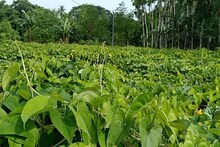 মাটি ছেড়ে মাচার উপর আলু চাষ! তাতেই বাজিমাত
