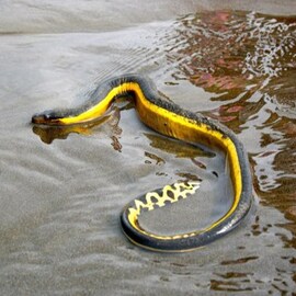 দিঘায় ঘুরছে আরব সাগরের বিষাক্ত সাপ! আতঙ্ক বিচে, বর্ষার সমুদ্রে নতুন আতঙ্ক