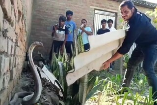 মারাত্মক বিষধর বুড়ো সাপ বেরিয়ে এল গর্ত থেকে! তারপর... দেখে নিন হাড় হিম করা ভিডিও মারাত্মক বিষধর বুড়ো সাপ বেরিয়ে এল গর্ত থেকে! তারপর... দেখে নিন হাড় হিম করা ভিডিও