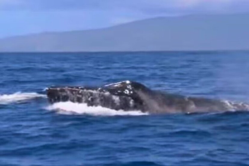 প্রাণীদের মধ্যে স্পার্ম হোয়েলের (Sperm whale)কণ্ঠস্বর সবচেয়ে বেশি। এটি সর্বোচ্চ ২৩০ ডেসিবেল শব্দ নির্গত করতে পারে যেখনে নীল তিমি ১৮৮ ডেসিবেল শব্দ উৎপন্ন করে।