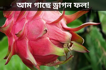 আম