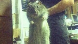 ইঁদুর তো নয়, যেন এক-একটি কুকুরছানা, বিশ্বের এই শহরই এখন আঁতুড়ঘর হয়ে উঠেছে মূষিককুলের; বাড়ছে উদ্বেগ (Image-Facebook)