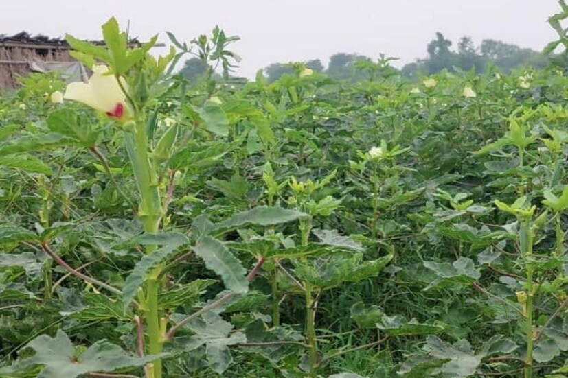 আগে এই গ্রামের কৃষকরা ধান, গম, ভুট্টা-সহ অন্যান্য ফসলের ওপর নির্ভরশীল হলেও এখন অনেক ভাল মুনাফা পাচ্ছেন। কল্যাণপুর জেলার রামপুর গ্রামের এই কৃষকরা এক বিঘায় ওল চাষ করেছেন। রামপুরের কৃষক বিশ্বনাথ প্রসাদ জানান, ওল চাষ করলে তা থেকে যেমন আয় হবে, তেমনই একই ক্ষেতে চাষ করা অন্যান্য ফসলও ভাল লাভ দেবে। কৃষকদের এখন এই ধরনের চাষের দিকে নজর দিতে হবে। দেশের অনেক জায়গায় ওল এটি দেশি মটন নামেও পরিচিত। 