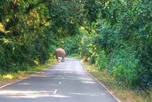 মাঝ রাস্তায় দাঁড়িয়ে হাতি! জাতীয় সড়কে ১৫ মিনিট ধরে যা চলল, জানলে চমকাবেন!