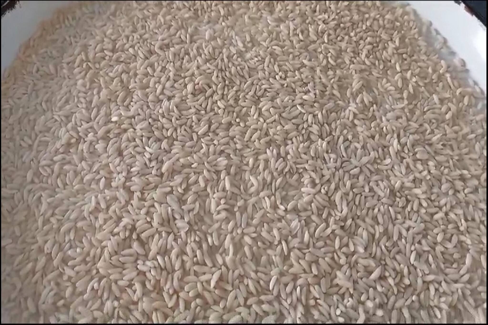 রেশনের চাল জলে ভেসে থাকে কেন? প্লাস্টিকের চাল নয় তো? জানুন সঠিক তথ্য