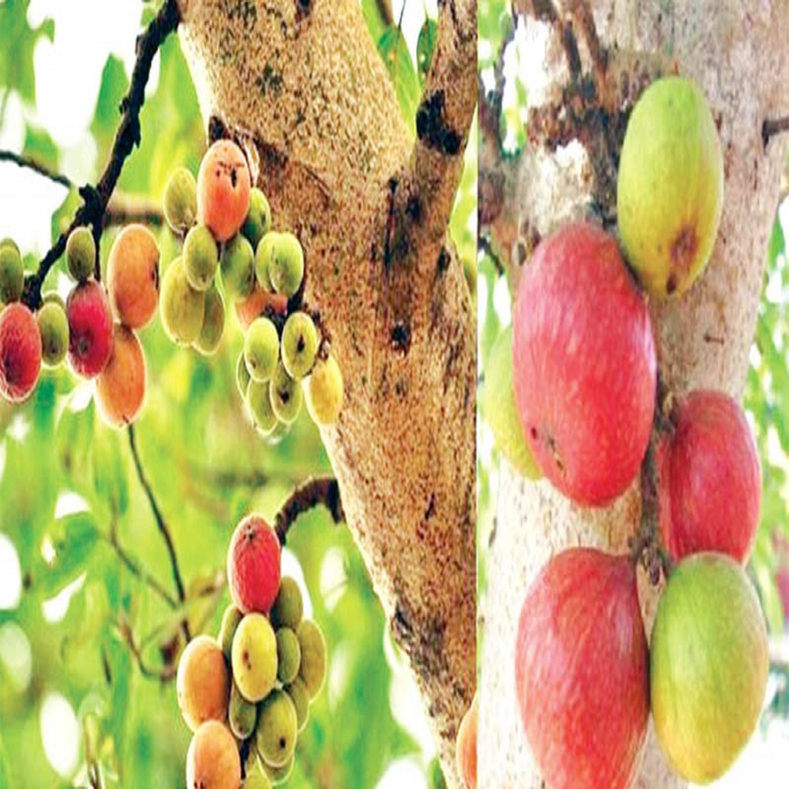 চলুন তাহলে জেনে নেওয়া যাক কীভাবে স্বাস্থ্যের উপকার করে ডুমুর। ডায়াবিটিসে আক্রান্তদের ডুমুরের উপকারিতা অনেক। বিভিন্ন গবেষণায় প্রমাণিত হয়েছে, ডায়াবিটিসে আক্রান্ত রোগীরা এই ফল ভিজিয়ে খেলে রক্তে গ্লুকোজের মাত্রা নিয়ন্ত্রণ হয়ে যায় সহজেই। আপনি স্যালাড, স্মুদি, কর্নফ্লেক্স বা ওটসের সঙ্গে টুকরো করা পাকা ডুমুর যোগ করে খেতে পারেন।