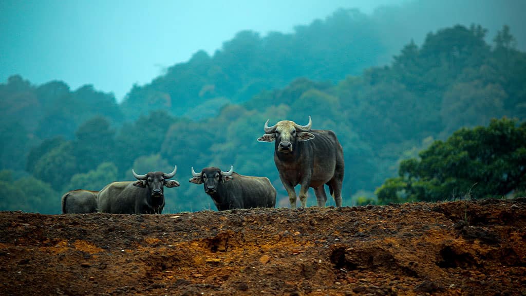 (Photo Courtesy: Kerala Tourism)