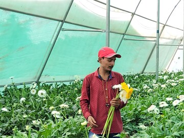 জারবেরা