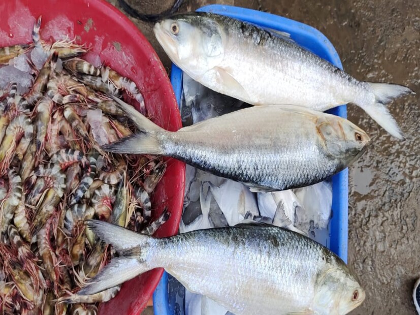 দিঘা ফিশারম্যান অ্যান্ড ফিশ ট্রেডার্স অ্যাসোসিয়েশনের সভাপতি প্রণব কর বলেন, 'বিষয়টি কানে এলেও এ ব্যাপারে লিখিত কোনও অভিযোগ আমাদের কাছে জমা পড়েনি। খয়রা মাছ বিক্রিতে নিষেধ নেই। কিন্তু ইলিশের নামে এবং দামে খয়রা বিক্রি করাটা চূড়ান্ত অপরাধের। এ ব্যাপারে সংস্থাগতভাবে খোঁজ নেব।' দিঘায় ইলিশের নামে ও দামে আরব সাগরের খয়রা বিক্রি হচ্ছে বলে জানান বেশ কিছু মাছ ব্যবসায়ীরাও।