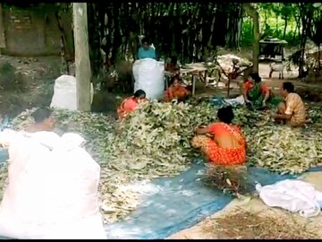 তেজপাতা 