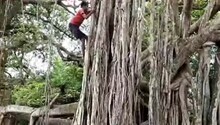 শাখাপ্রশাখায় অজানা ইতিহাস ও ঐতিহ্যের গল্প বলে হাসনাবাদের এই প্রাচীন বটগাছ