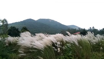 শুশুনিয়া