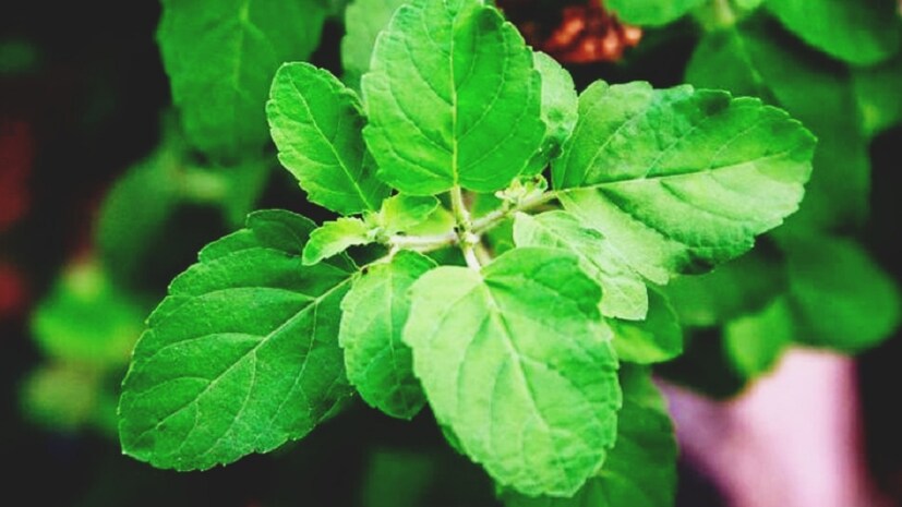 আয়ুর্বেদ ডাক্তার তুহিন সেন শর্মার মতে তুলসি রক্তে শর্করার মাত্রা কমাতে দারুণ কার্যকর। তুলসির অ্যান্টি-ইনফ্লেমেটরি বৈশিষ্ট্য জয়েন্টের ব্যথা থেকে মুক্তি দেয়। এক কাপ জলে তুলসি পাতার চা পান করাও খুব ভাল বলে প্রমাণিত হয়। এটি মানসিক চাপও কমায়। ( তথ্য ও ছবি - সার্থক পন্ডিত)