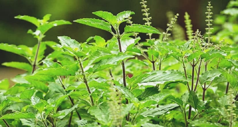 কোলেস্টেরল কমাতে দারুণ কাজ করে। ওজন কমাতে এবং কোলেস্টেরল কমাতেও তুলসির উপকারিতা যথেষ্ট বলে প্রমাণিত। এতে এমন বৈশিষ্ট্য রয়েছে যা খারাপ কোলেস্টেরল অর্থাৎ এলডিএল কমায় এবং ভাল কোলেস্টেরল অর্থাৎ এইচডিএল বাড়ায়। ( তথ্য ও ছবি - সার্থক পন্ডিত)