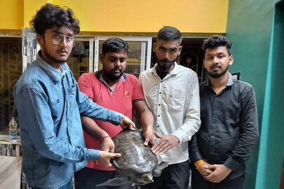 বাড়ির উঠানে বিশাল আকার পিকক সফটসেল কচ্ছপ