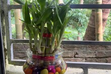 বাঁশ-ই ফেরাবে ভাগ্য, আসবে টাকা-যশ, 'লাকি ব্যাম্বু' ঘরে রাখবেন কীভাবে?