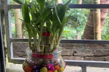 লাকি